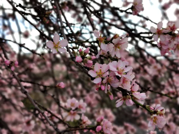 Mandelträd Blommor Och Blommor Januari — Stockfoto