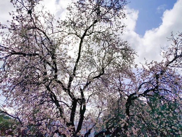 Drzewo Migdałowe Kwiaty Kwiaty Styczniu — Zdjęcie stockowe