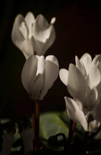 White Cyclamen Petals Black Background — 스톡 사진