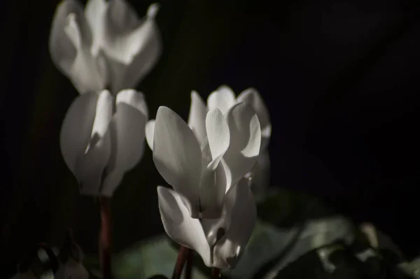 黒い背景に白いシクラメンの花びら — ストック写真
