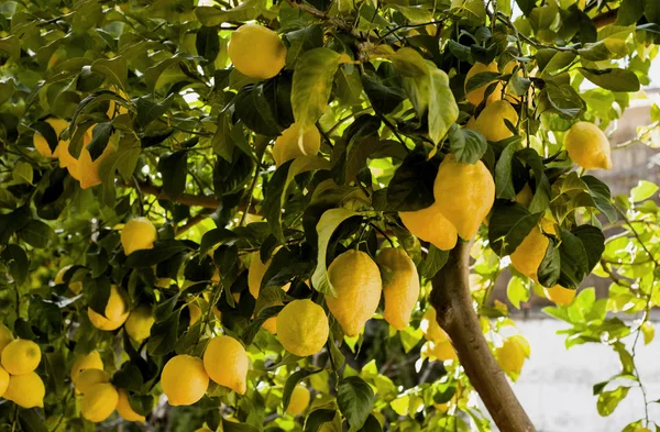 lemon tree with lemons on branches