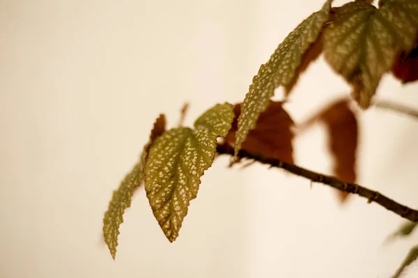 Elegant Leaves Begonia Bush — Stock Photo, Image