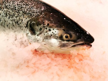 salmon trout on ice, in the fish market