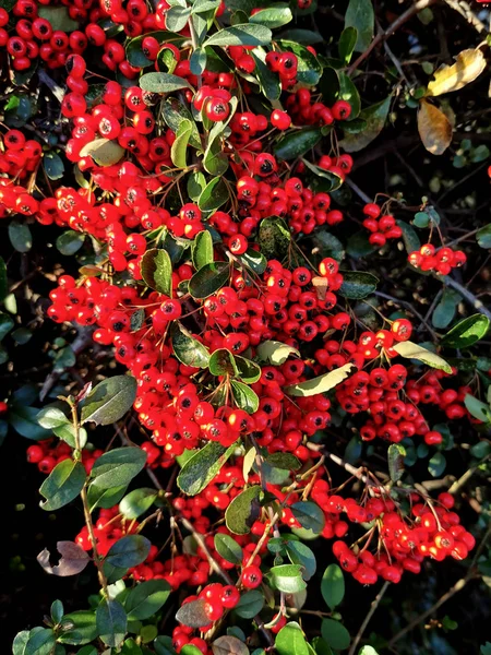 Baies Pyracantha Sur Les Branches Buisson — Photo