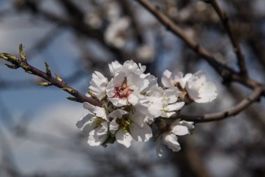 Tatlı badem ağaçları ve bulanık kara zemin