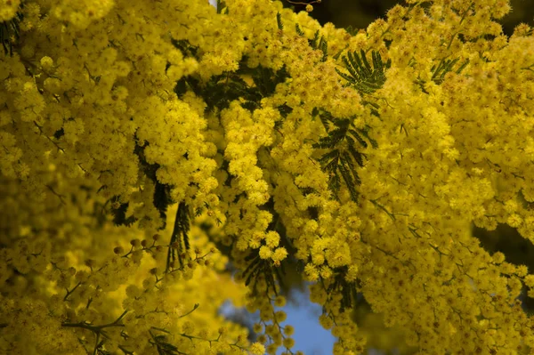 Blühende Mimosen Und Bewölkter Himmel Frühling — Stockfoto