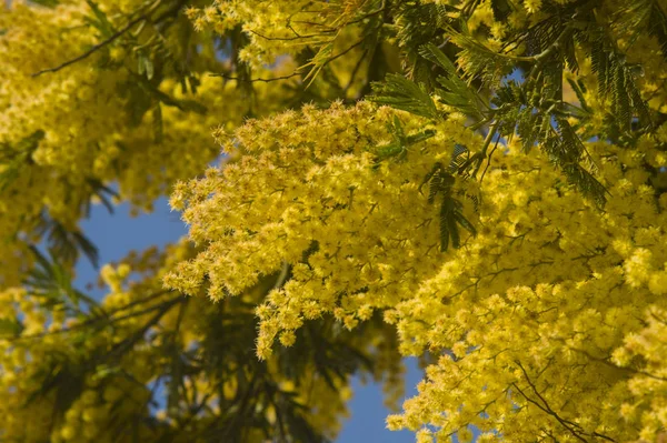 Mimosa Înflorită Cerul Înnorat Primăvară — Fotografie, imagine de stoc