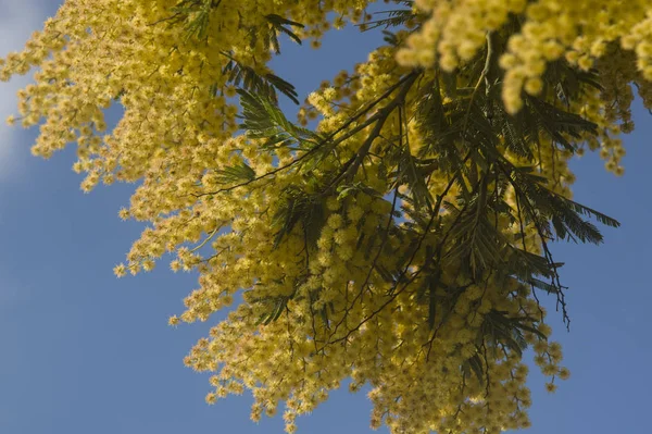 Mimosa Înflorită Cerul Albastru Primăvară — Fotografie, imagine de stoc