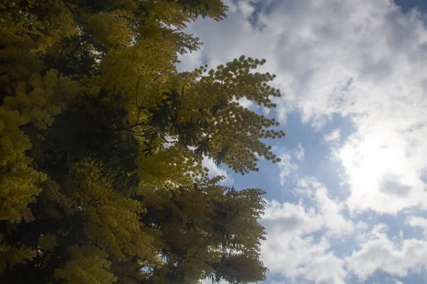 Mimosa Fiorita Cielo Nuvoloso Primavera — Foto Stock