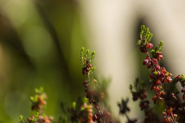 Bahar ayında filizlenen fundaların ayrıntıları ortaya çıktı.