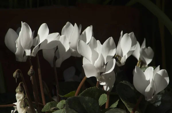 Flores Ciclamen Blanco Jardín — Foto de Stock