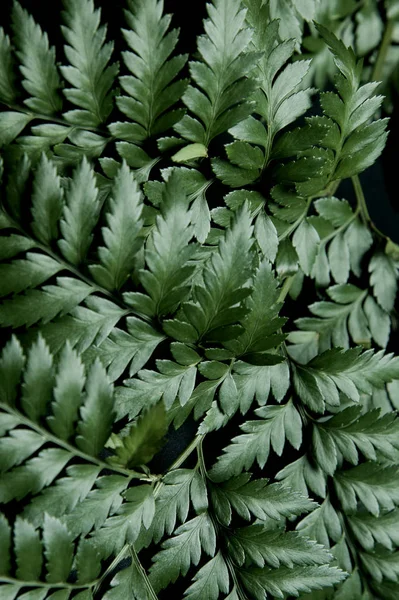 Glanzende Groene Bladeren Nachts — Stockfoto