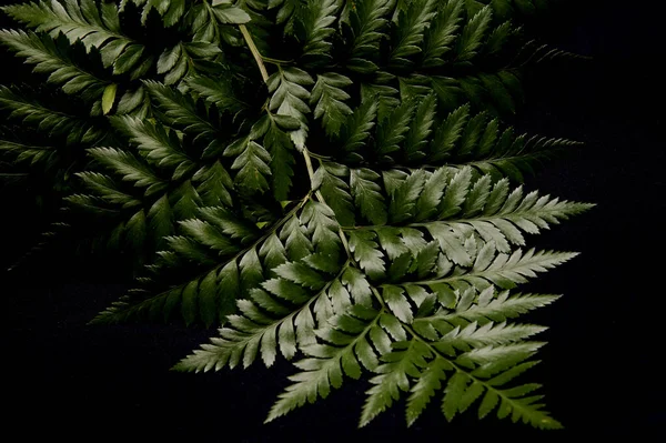 Glanzende Groene Bladeren Nachts — Stockfoto