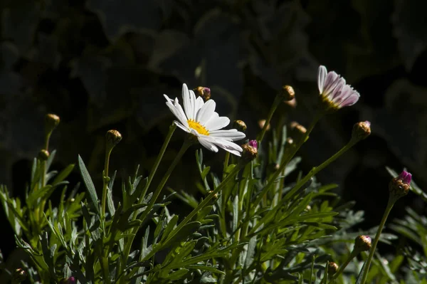 Die Ersten Gänseblümchen Garten — Stockfoto