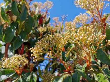 İlkbaharda açan çalı...