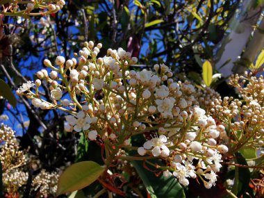 İlkbaharda açan çalı...
