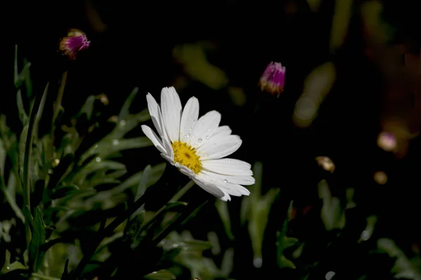 花园新鲜的雏菊 — 图库照片