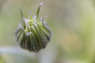 Bulanık arkaplanı olan dimorfoteca makro kozası
