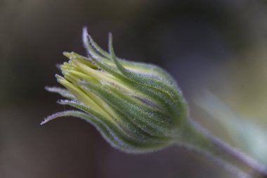 Bulanık arkaplanı olan dimorfoteca makro kozası