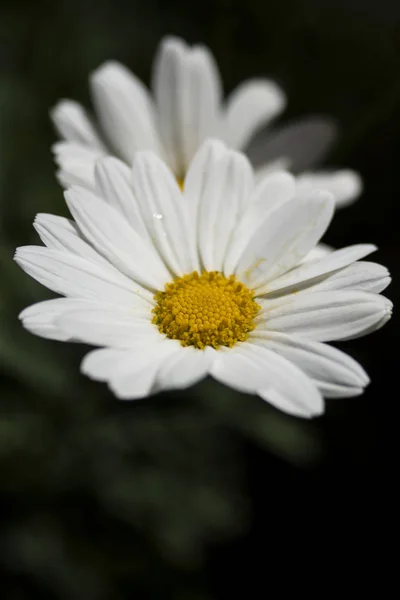 Margherita Bianca Vicino Giardino — Foto Stock