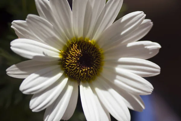 花园附近的白色雏菊 — 图库照片