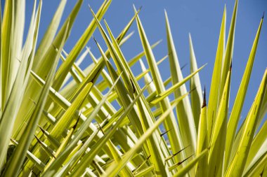 Yoska, filler mavi gökyüzünde yapraklar