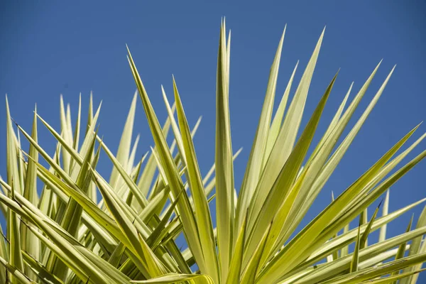 Yuca Hojas Elefantipos Cielo Azul — Foto de Stock