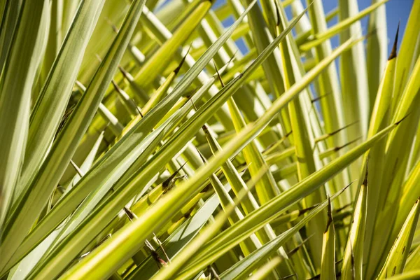 Yuca Hojas Elefantipos Cielo Azul — Foto de Stock