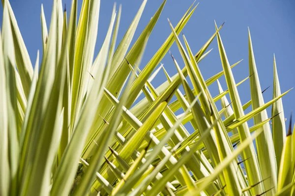 Yuca Hojas Elefantipos Cielo Azul — Foto de Stock