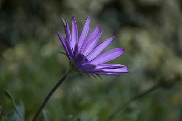 Lila Dimorphotheca Den Gröna Trädgården — Stockfoto