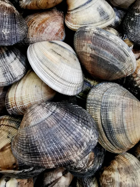 Fresh Clams Fish Market Close — Stock Photo, Image