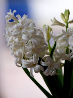 Beyaz sümbül çiçekleri kapanıyor tencereye