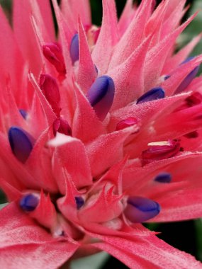 Pembe bromelia, bir tencerede aechmea fasciata