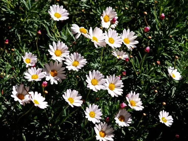 Gänseblümchen Garten — Stockfoto