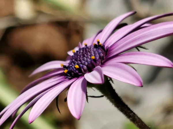 Yaklaş, Leylak papatya ön planda.