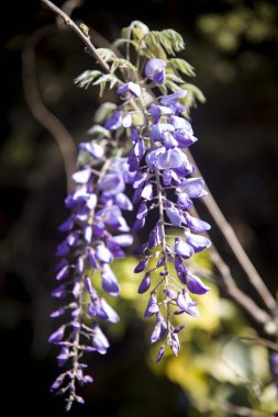 Leylak rengi Wisteria Sinensis dalda asılı.