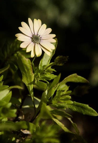 Klare Pastellfarbe Dimorphotheca Garten Frühling — Stockfoto