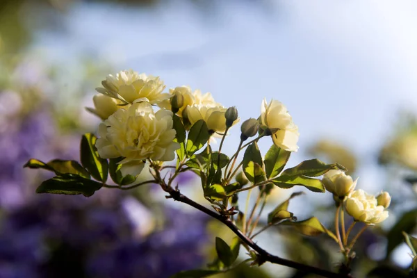 Pani Bansiana Żółte Kwiaty Dzień Wiosny — Zdjęcie stockowe