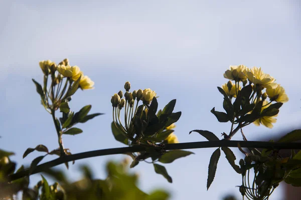 Lady Banksiana Sárga Virágok Tavasz Napján — Stock Fotó