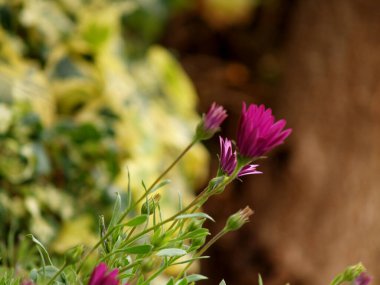 Pembe papatyalar bahçede.