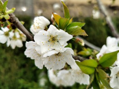 Dalda kiraz çiçeği var.