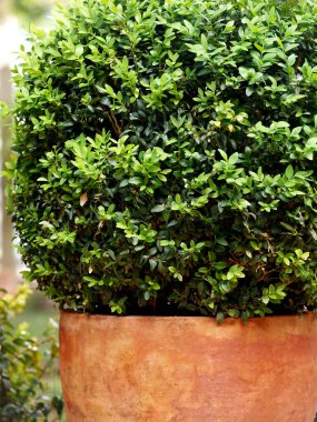 yeşil buxus kilden bir tencerede