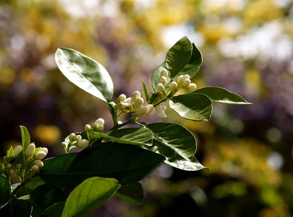 Fiori Non Aperti Ramo Arancio — Foto Stock