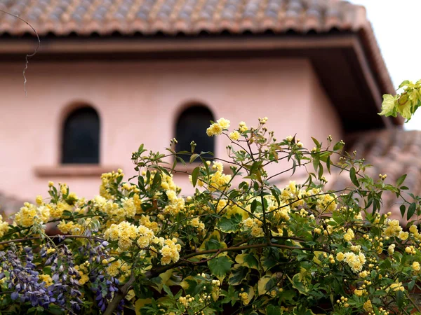 Gelbe Rosen Von Lady Bansiana Fassade Mit Fenstern — Stockfoto