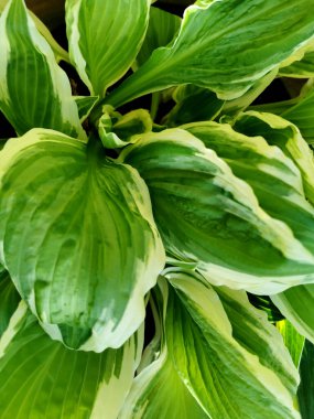 Baharda bahçedeki yeşil yapraklar