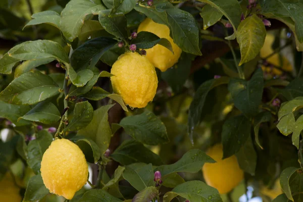Limones Rama Florecen Después Lluvia — Foto de Stock