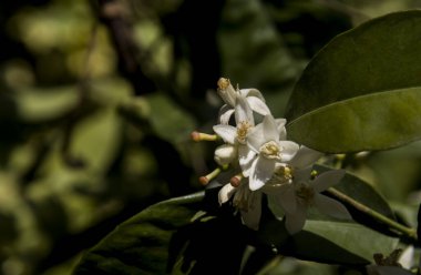 Portakal ağacının dalında portakal çiçekleri