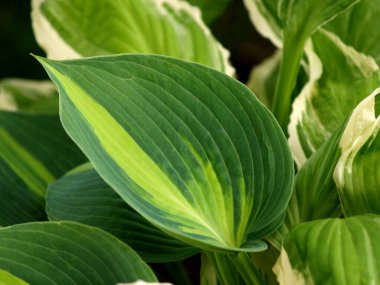 Hostesler bahçede karışır