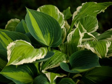 Hostesler bahçede karışır