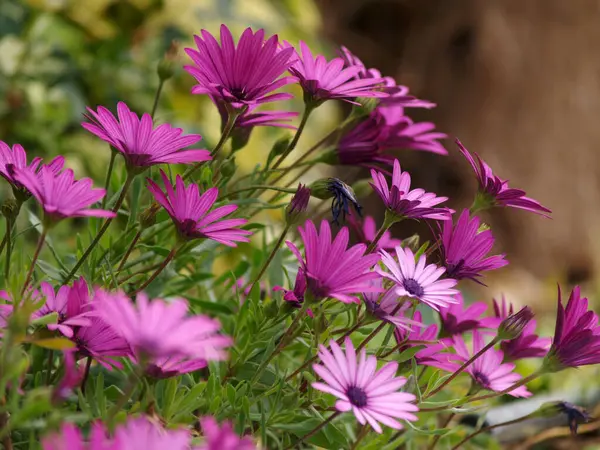 Rosa Prästkragar Trädgården Vårmorgon — Stockfoto